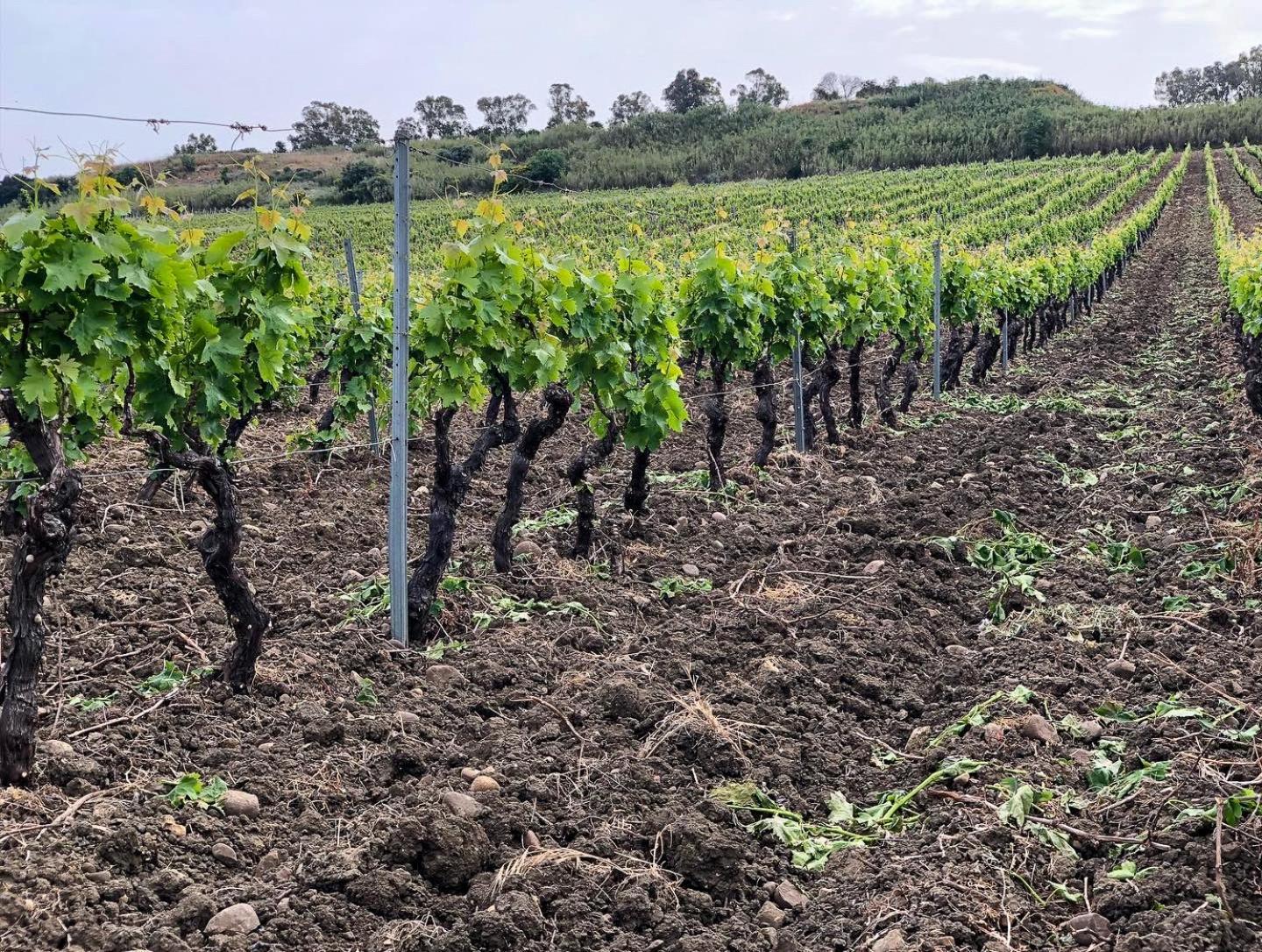 Fattoria Manostalla Villa Chiarelli Balestrate Exteriör bild